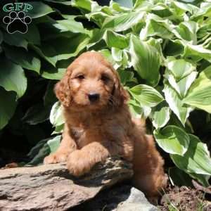 Ralph, Irish Doodle Puppy